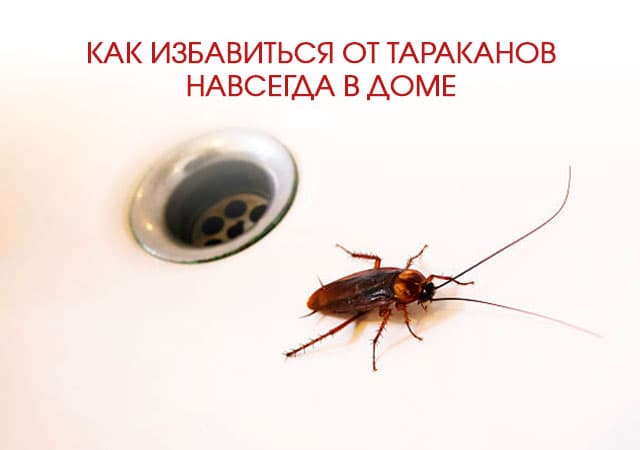 Как избавиться от тараканов в доме в Раменском