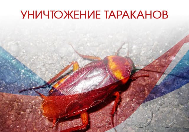 Уничтожение тараканов в Раменском